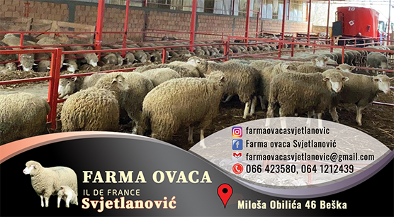 Izrada vizit karti za farmu ovaca Svjetlanović